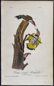 Audubon - Golden-winged Woodpecker. 273