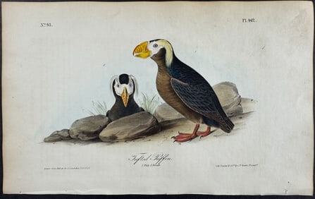 Audubon - Tufted Puffin. 462