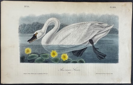 Audubon - American Swan. 384