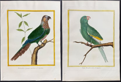 Martinet - Pair of Parrot Engravings