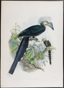 Elliot & Keulemans - Fantee White-crested Hornbill