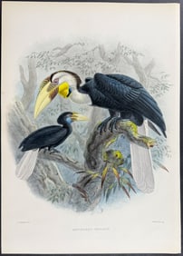Elliot & Keulemans - Wreathed Hornbill