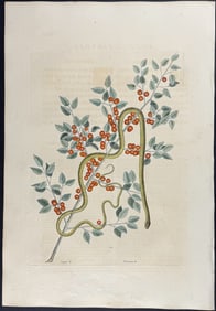 Catesby, First Ed - Green Snake with Yaupon. 2-57