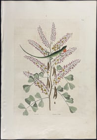 Catesby, First Ed - Green Lizard of Jamaica with Logwood. 2-66