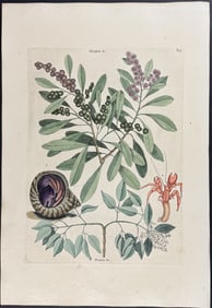 Catesby, First Ed - Hermit Crab with Button Wood & White Torch. 2-33