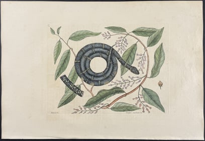 Catesby, First Ed - Chain Snake with Climbing Hydrangea. 2-52
