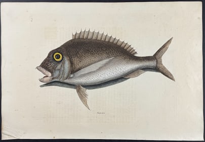 Catesby, First Ed - Porgy. 2-16
