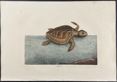 Catesby, First Ed - Loggerhead Turtle. 2-40