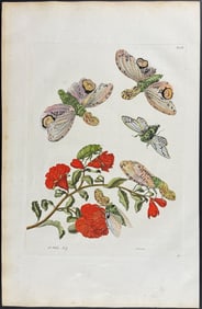 Merian, Folio - Lanthorn Fly & Flower (Granadier). 49