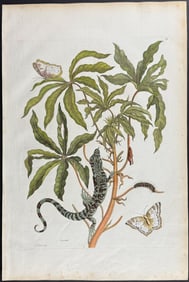 Merian, Folio - Casava with Lizard & Butterfly Metamorphosis. 4