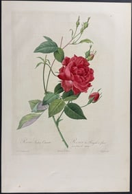 Redoute, Folio - Rose - Rosa Indica cruenta