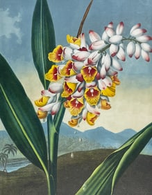 Thornton, Folio - The Nodding Renealmia