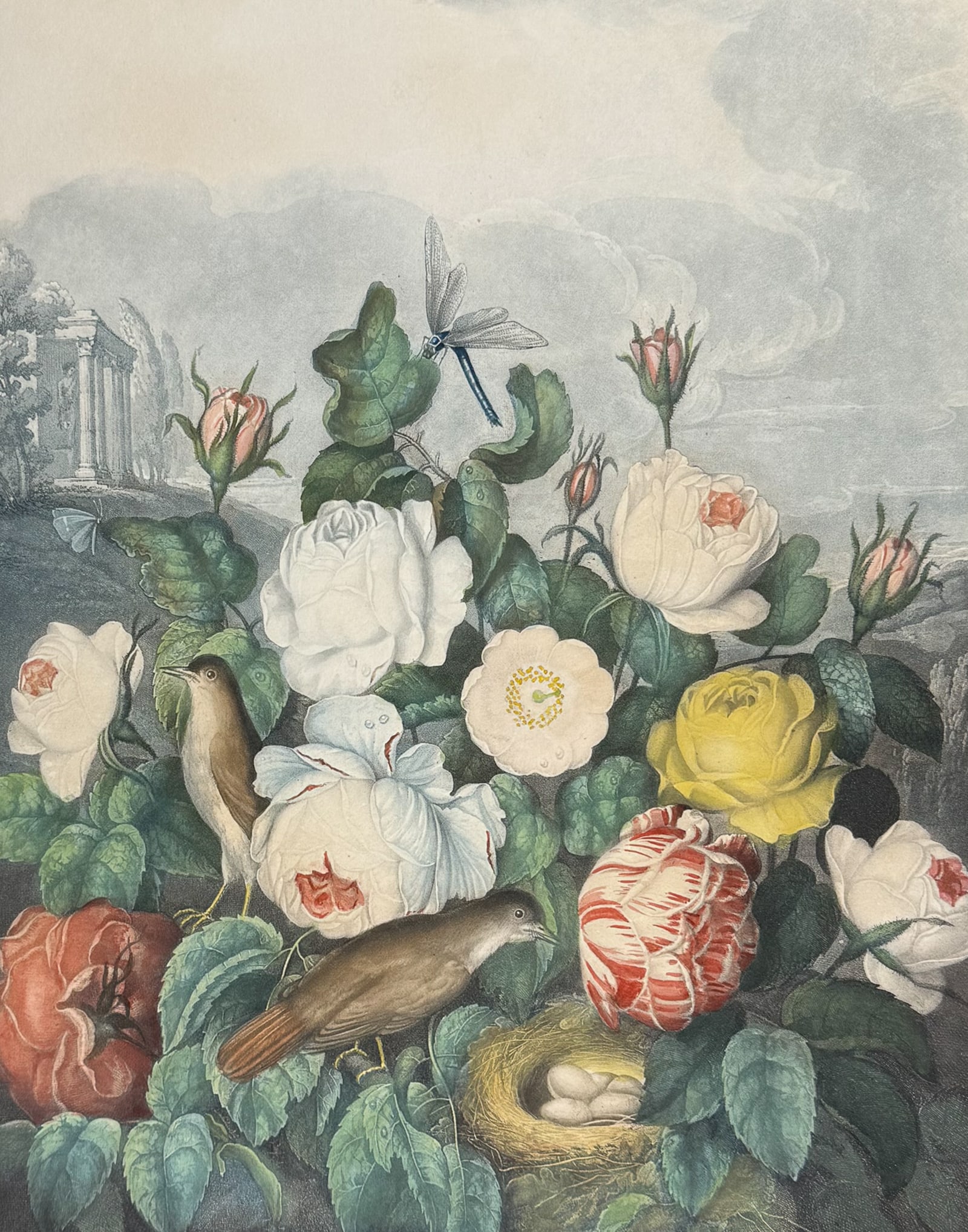 Thornton, Folio - Roses with Dragonfly, Bird with Nest & Eggs: This dramatic large folio botanical engraving is from Dr. Robert John Thornton?s work New Illustration of the Sexual System of Carolus Von Linnaeus...and the Temple of Flora, or Garden of Nature. This
