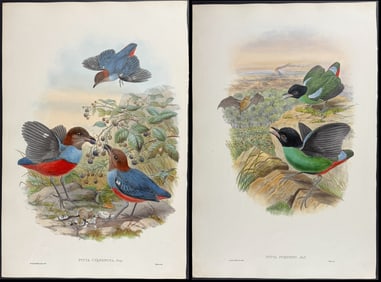 Gould - Pair of Pitta Lithographs