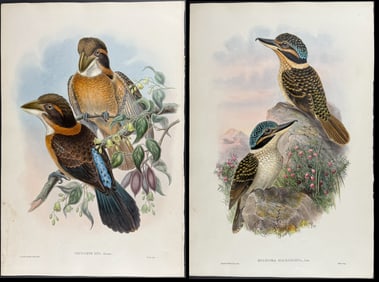 Gould - Pair of Kingfisher Lithographs