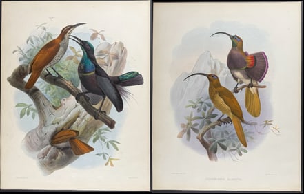 Elliot - Pair of Bird of Paradise & Rifle-Bird Lithographs