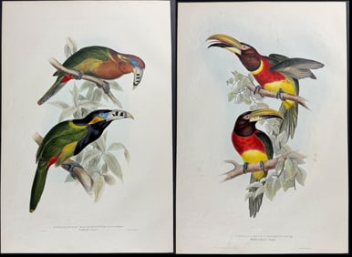 Gould - Pair of Toucan Lithographs