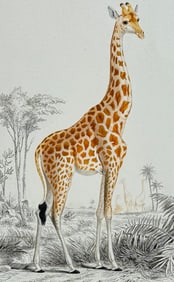 D'Orbigny - Giraffe