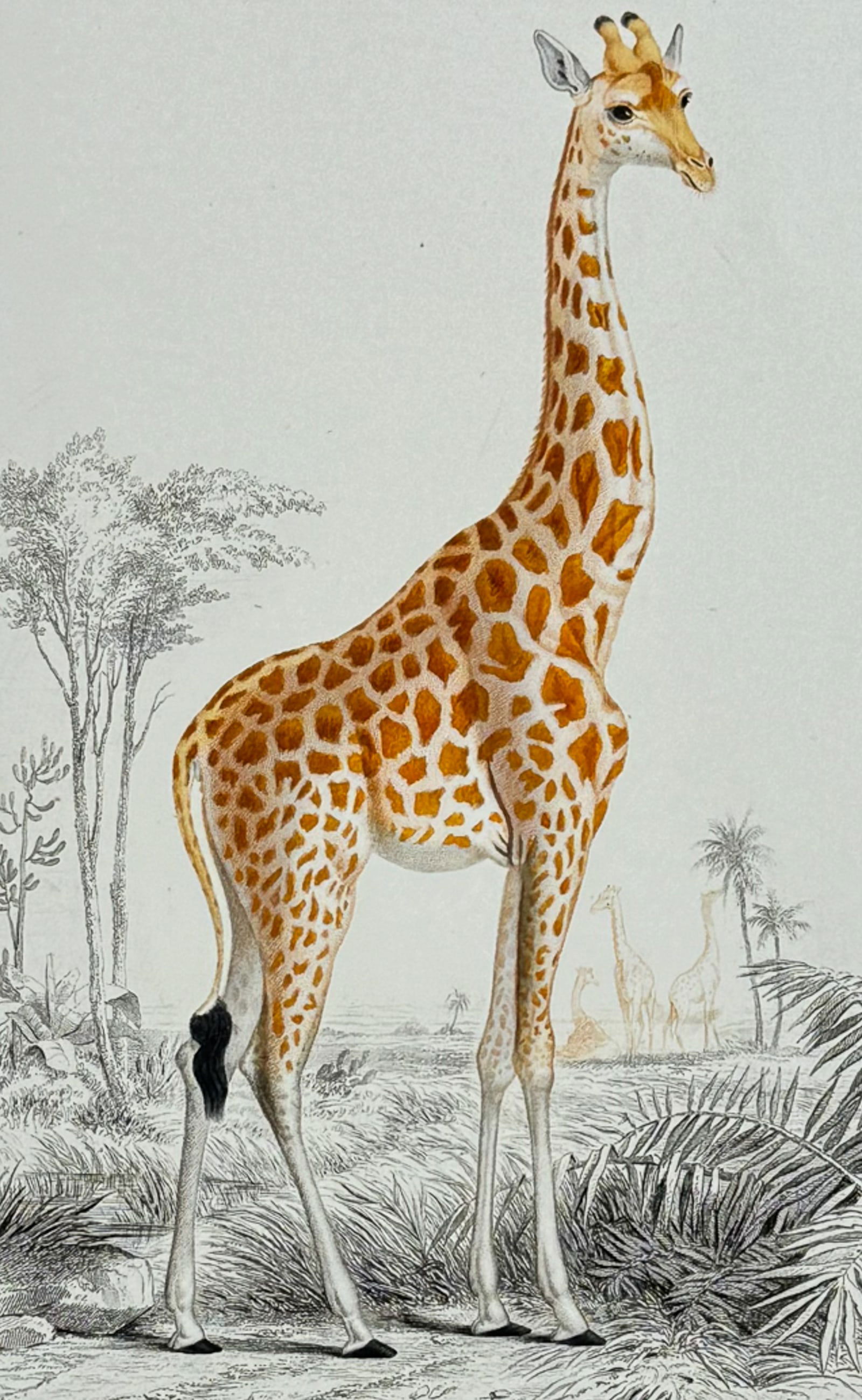 D'Orbigny - Giraffe (1 of 2)