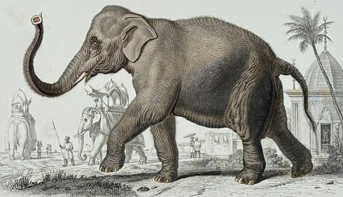 D'Orbigny - Elephant