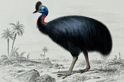 D'Orbigny - Cassowary