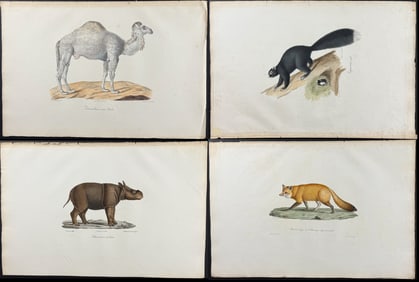 Saint-Hilaire - 9 Quadruped Engravings (Lion, Rhinoceros, Camel, Fox, Gennet, Squirrels)