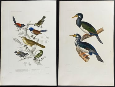 Dumont - 3 Bird Engravings (Cormorant)