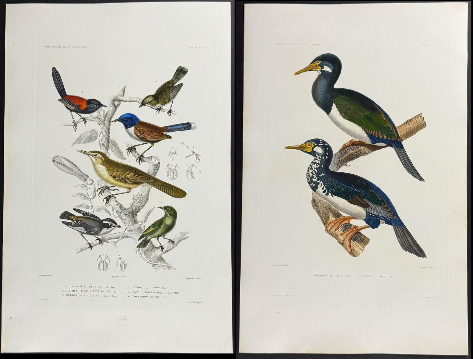 Dumont - 3 Bird Engravings (Cormorant) (1 of 4)