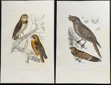 Dumont - 3 Bird Engravings (Owls, Frogmouth)