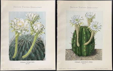 Schumann - 5 Cactus Prints