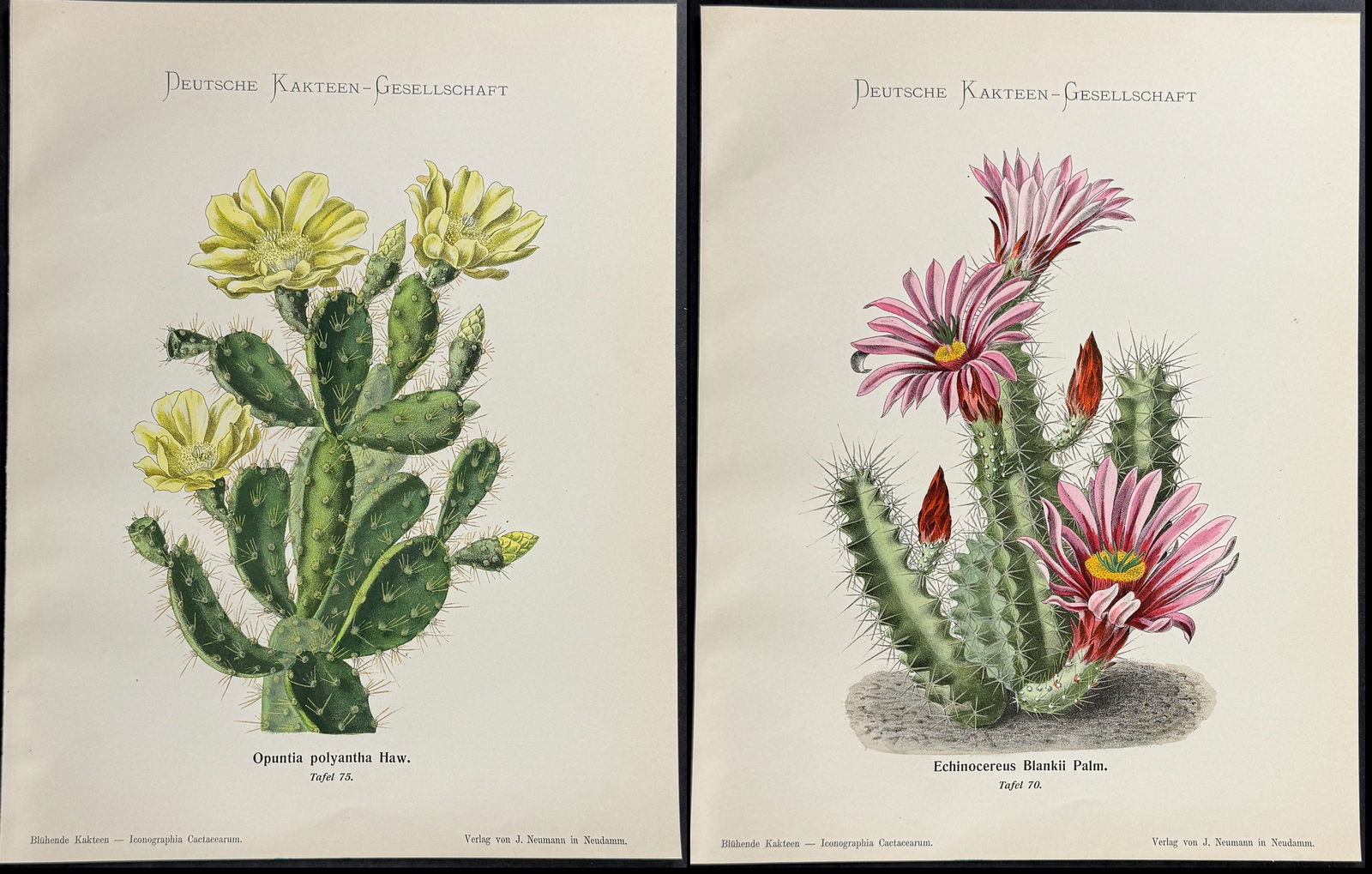 Schumann - 4 Cactus Prints: This rare color chromolithograph is from Prof. Dr. Karl Schumann's Bluhende Kakteen (Iconographia Cactacearum). The work was published by J. Neumann in Germany between 1900 and 1921. The work was issu
