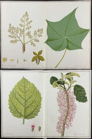 Pair of Original Botanical Watercolors after Ledl, Herz for Banks, Jacquin