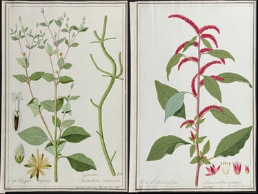 6 Original Botanical Watercolors after Ledel, Herz for Gmelin, Jacquin, Oeder, Curtis
