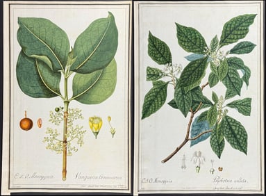 4 Original Botanical Watercolors after Ledelmaier, Herz for Jacquin