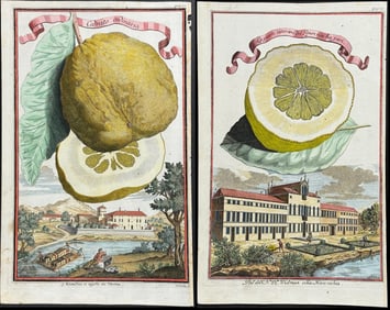 Volckamer - Pair of Citrus Engravings