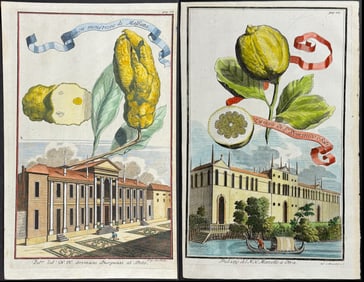 Volckamer - Pair of Citrus Engravings