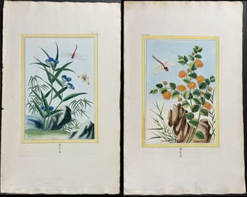Buchoz - Pair of Botanical & Dragonfly Engravings