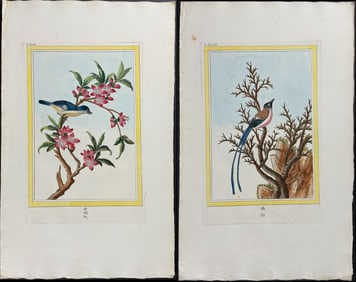 Buchoz - Pair of Tree & Bird Engravings