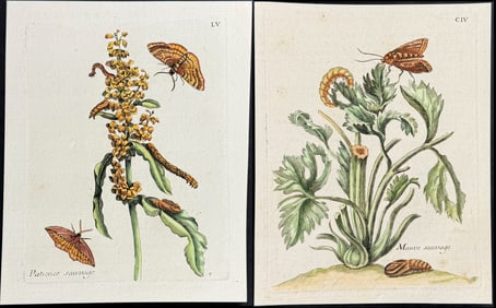 Merian - 3 Botanical & Entomology Engravings