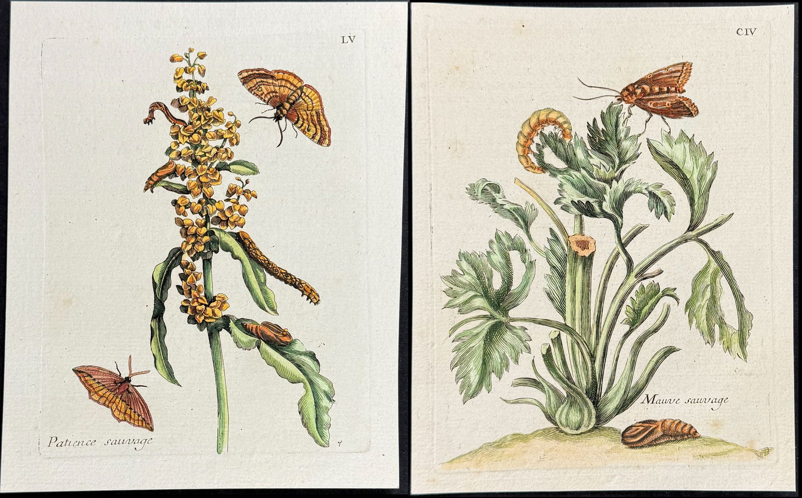 Merian - 3 Botanical & Entomology Engravings: This charming entomology engraving is from Maria Sibylla Merian's Histoire g?n?rale des Insectes de Surinam et de toute l'Europe. Contenant leurs descriptions, leurs figures, leurs differentes metamor