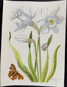 Merian - Daffodil or Narcissus with Butterfly Metamorphosis. 159