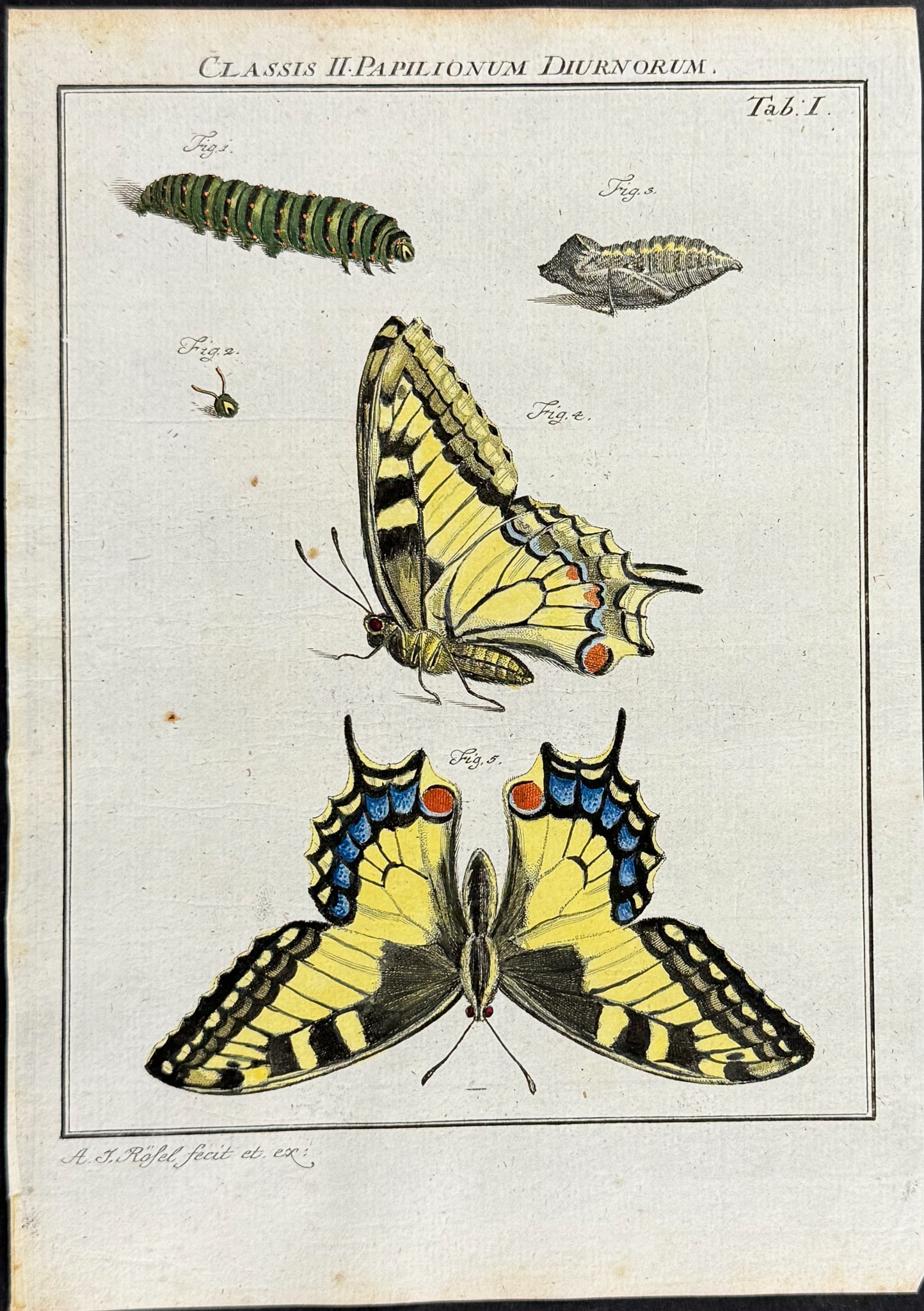 Roesel - Butterfly Metamorphosis. 1: This scientific entomology engraving is from A. J. Roesel (Rosel) von Rosenhof's Der monatlich-herausgegebenen Insecten-Belustigung. The work was published in Nuremberg between 1749 and 1761 by J. J.
