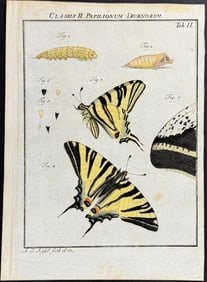 Roesel - Butterfly Metamorphosis. 2