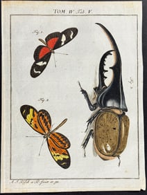 Roesel - Butterflies & Hercules Beetle. 5
