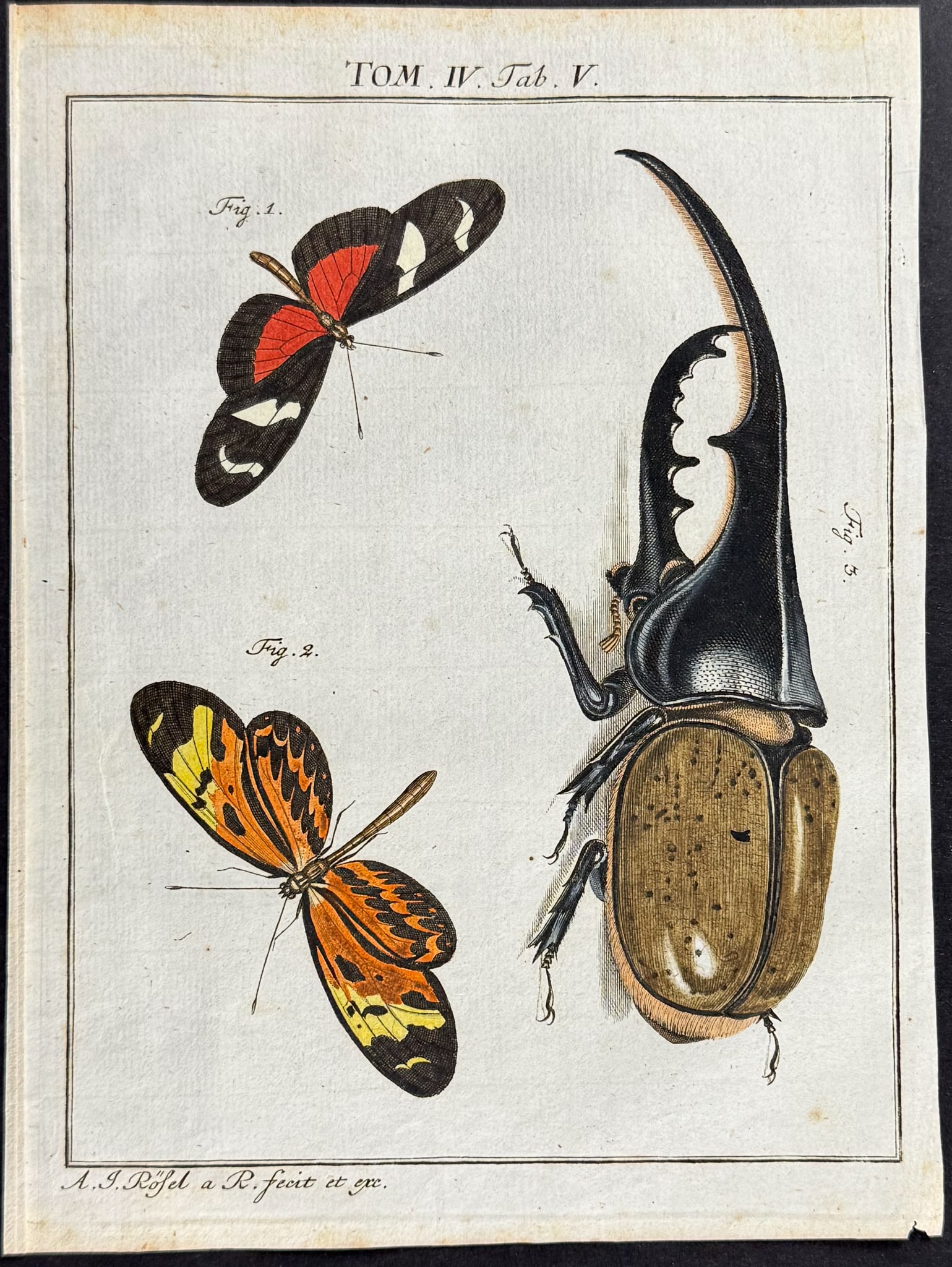 Roesel - Butterflies & Hercules Beetle. 5: This scientific entomology engraving is from A. J. Roesel (Rosel) von Rosenhof's Der monatlich-herausgegebenen Insecten-Belustigung. The work was published in Nuremberg between 1749 and 1761 by J. J. 