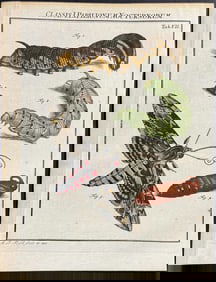 Roesel - Moth Metamorphosis. 7