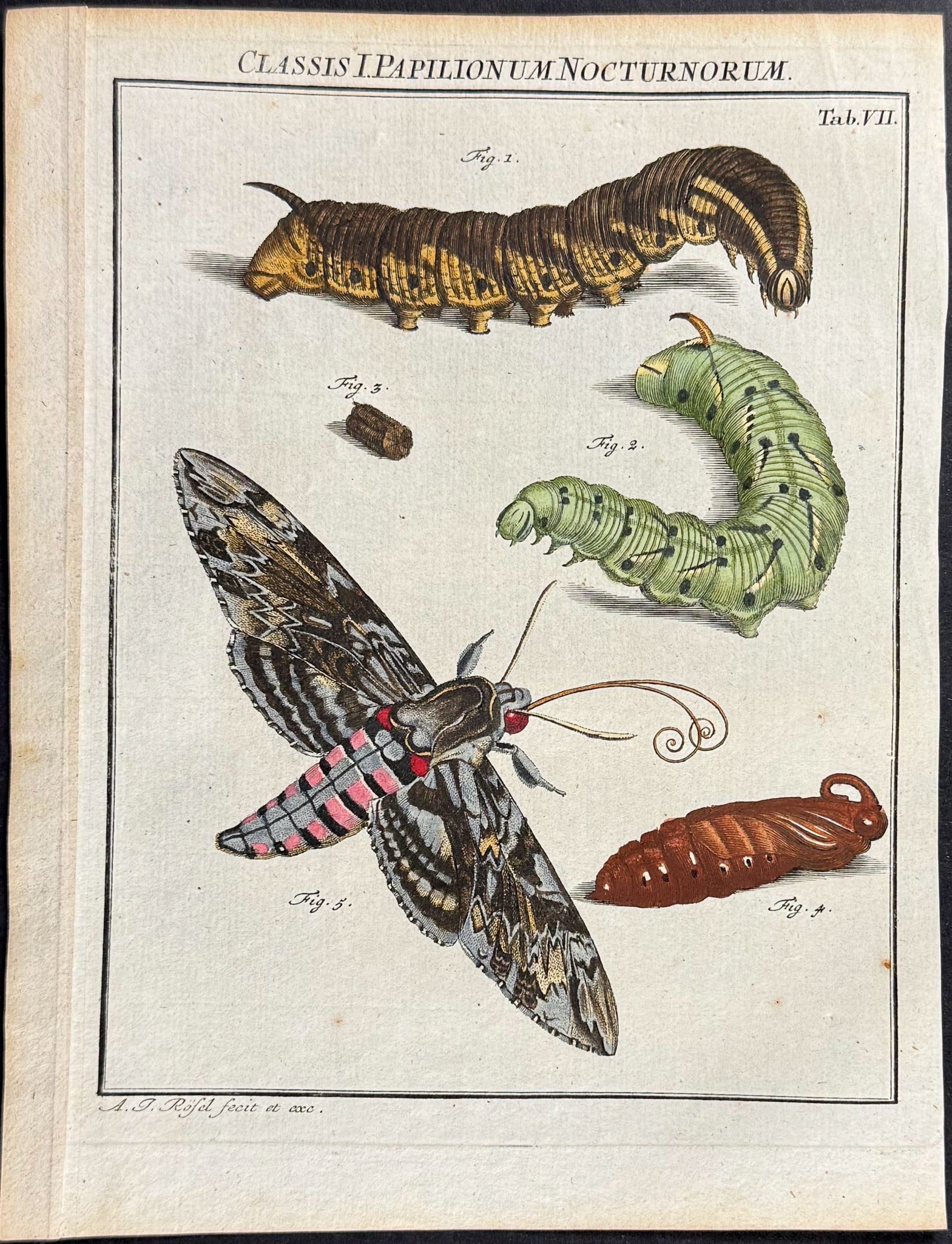 Roesel - Moth Metamorphosis. 7: This scientific entomology engraving is from A. J. Roesel (Rosel) von Rosenhof's Der monatlich-herausgegebenen Insecten-Belustigung. The work was published in Nuremberg between 1749 and 1761 by J. J. 