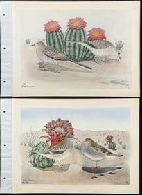 Brasher - 3 Dove Prints