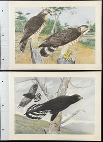 Brasher - 4 Hawk Prints