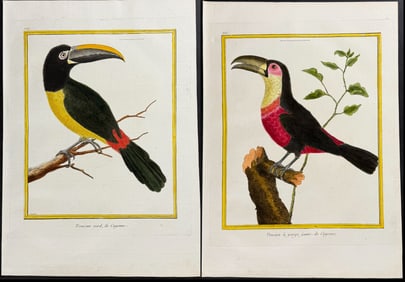 Martinet & Buffon - 4 Toucan Engravings